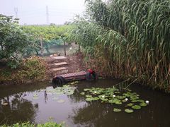 -樂桃源奉贤黄桃种植采摘基地