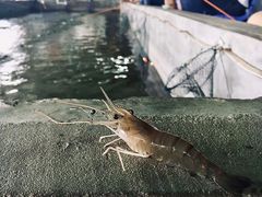 -会江钓鱼钓虾烧烤场