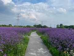 -上海杨姆庄园