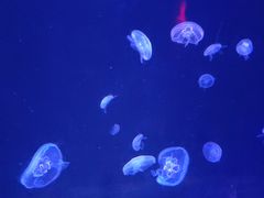 -中央电视塔旋转餐厅