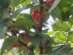 -樱桃山旅游景区