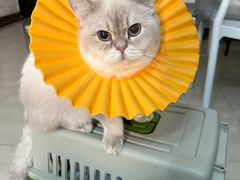 -凯特喵百思猫专科医院