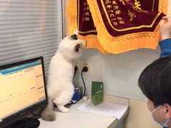 -瑞派·关忠动物医院(国瑞店)