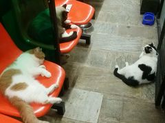 -猫咪博物馆(顶澳仔猫街店)