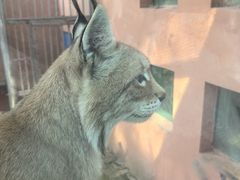 -青藏高原野生动物园