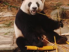 -广州长隆野生动物世界