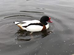 -石家庄市动物园