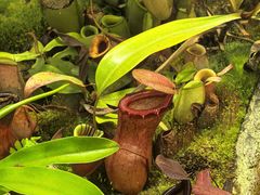 -国家植物园南园