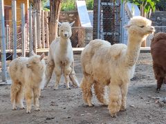 -石家庄市动物园