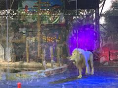 -清迈夜间动物园