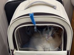 -佑安动物医院·全科·内窥镜中心(幸福巷店)