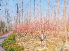 -合肥滨湖国家森林公园