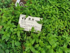 -广州神农草堂中医药博物馆