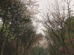 -百林公园-两江幸福广场