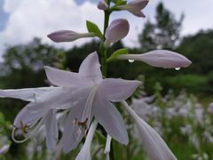 -贵阳市花溪国家城市湿地公园