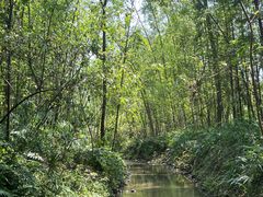 -桤木河湿地公园