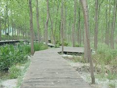 -合肥滨湖国家森林公园