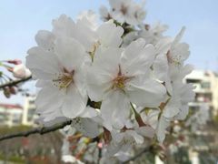 景点-高东镇樱花园