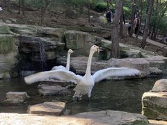 -燕塞湖鸟语林景区
