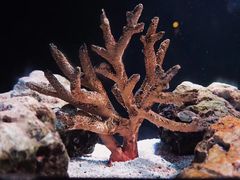 -暹罗海洋世界