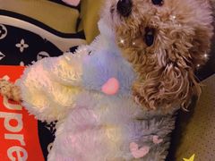 -芭比堂动物医院·犬猫全科·异宠专科(雁塔分院)