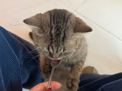 -我爱猫咪·猫咖·狗咖·安哥拉兔·羊驼咖(小寨华旗店)