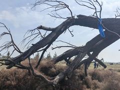 -敕勒川草原文化旅游区