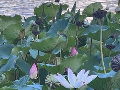 -荔湾湖公园