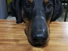 -百好乐宠物友好餐厅(朝外大街店)