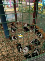 -萌宠亲子动物乐园(槐房万达店)