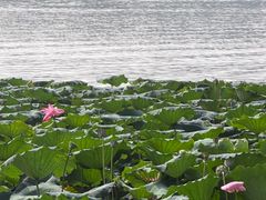-椒香川流不息川菜馆(二七北路店)