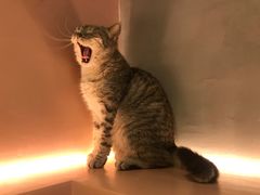 -猫儿山۰猫主题餐厅