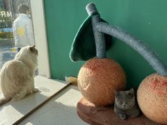 -飞行喵MR PILOT|猫舍·猫咖(静安大融城店)
