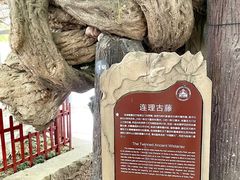 -桂湖森林公园