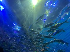 -华夏文旅海洋公园