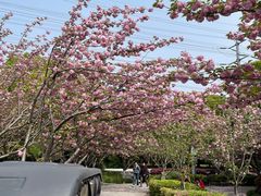 -高东镇樱花园