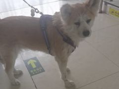 -美联众合动物医院·24h转诊中心