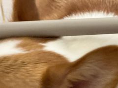 -福懋动物医院·犬猫全科·外科·重症科(杏林分院)