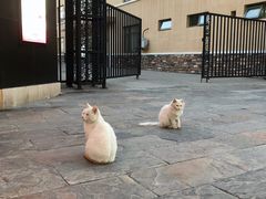-斯普瑞斯奥特莱斯