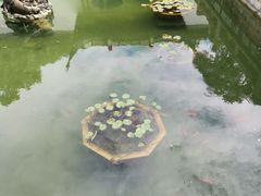 -上海醉白池公园