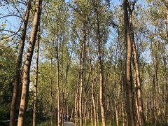 -合肥滨湖国家森林公园