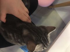 -三花喵·撸猫购宠·宠物生活馆(虹桥南丰城店)