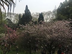 -武汉大学-樱园