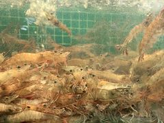 -三亚相缘海鲜·烧烤·糟粕醋(三亚湾店)