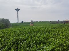 -中华茉莉园