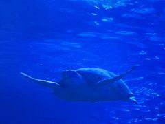 -太平洋海底世界