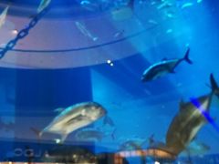 -迪拜水族馆及水下动物园