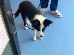 -博特宠物医院24h犬猫全科.骨科·异宠