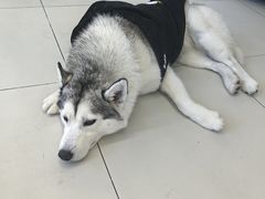 -怪兽屋·羊驼·猫咖·狗咖(俊华广场店)