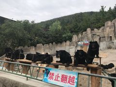 -东方熊牧场